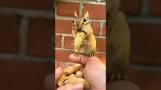 گلہری مونگ پھلی کیسے #funny #squirrel #cute #animals #chipmunk #animal #meme