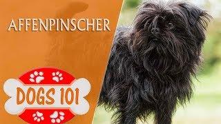 Dogs 101 - Affenpinscher - Top Dog Facts About the Affenpinscher