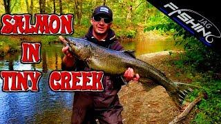 Big Salmon In Tiny Creek Salmon River Pulaski New York