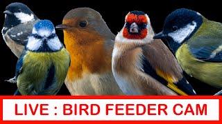 Bird Watching UK : LIVE Bird Feeder Cam