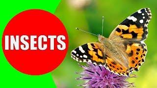 INSECTS FOR KIDS Learning – Insect Names and Sounds for Children, Toddlers, Kindergarten & Preschool