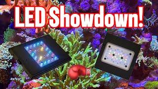 Reef LED Showdown ReefBreeders Meridian, Edge Vs AI Blade, Ecotech Radion, & Reef Factory Reef Flare