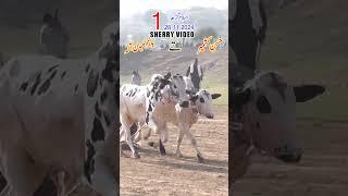 Bull Race In Pakistan 2024 Village |Islam Ghar (Azad Kashmir)|No.1 |28.11.2024| #fatejungbullrace