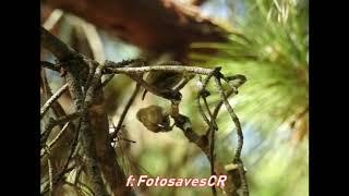 Olivaceus piculet
