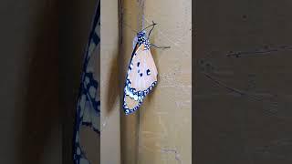 Newly emerged Plain Tiger Butterfly  from chrysalis! #butterfly