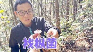 阿恋和伙伴们上山找枞菌，找到好多菌窝可惜都太小，还好都有收获