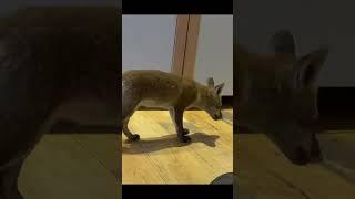 WILD FOX CUB WALKS INTO HOUSE FOR CHEESE #wildfoxes #urbanfox #wildlife