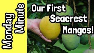 Monday Minute- Our First 'Seacrest' Mangos!