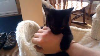 Cricket the evil fluff ninja kitten in his cat tree