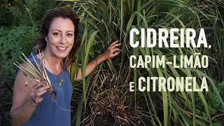 DICAS pra CULTIVAR CIDREIRA, capim-limão e CITRONELA