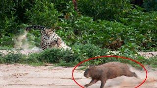 Chui JAGUAR alivyochakaza kiumbe CAPYBARA exciting jaguar vs capybara