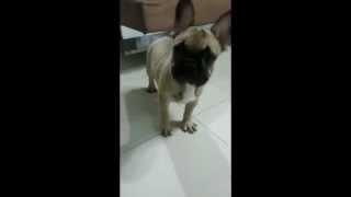 French Bulldog Playing With Bone