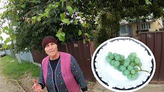 A lady offered me some grapes in a village  [ENG SUB]