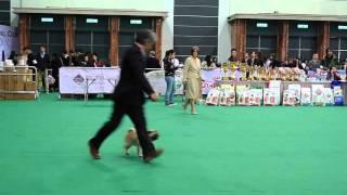 2016 HKKC 211 Dog Show Pug