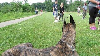 Magic & Finn The Great Danes - GO ON A PACK WALK 2.0