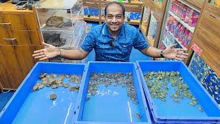 Chinese Turtle, Diamond Turtle, Map Turtle, Red Eared Silder Turtle at Karnataka Aquarium