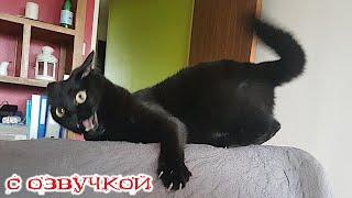 Funny Animal Videos 2024 - Funniest Dogs and Cats Videos #321