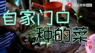 【山鍋兄弟】家门口种菜就是方便，这边下锅那边摘菜，简简单单又一餐！