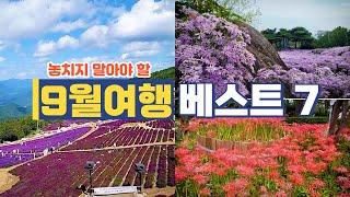 국내여행/가장 좋아하는 가을여행지 추천/개미취, 꽃무릇, 아스트라국화 베스트/24년 9월에 꼭 가봐야 할 곳