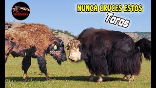 NUNCA CRUCES ESTOS TOROS