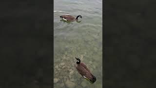 Mallard dabbling duck short beta |PhilCanTV