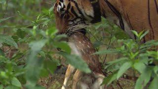 Tiger jagt Baby-Hirsch | BBC Earth