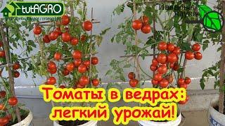 ПО ВЕДРУ ТОМАТОВ с КУСТА! Все дело в особенном поливе! Чудо-раствор для полива. Томаты в ведрах.