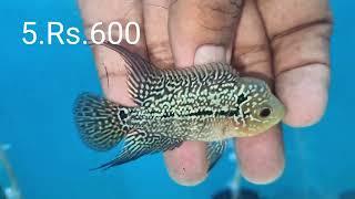 Good hump Flowerhorn Rs.500 only