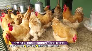 Brahma Irkı Yumurta Tavuklarının Özellikleri - Kanatlı Alemi / Çiftçi TV