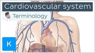 Cardiovascular (circulatory) system - Anatomical terminology for healthcare professionals | Kenhub