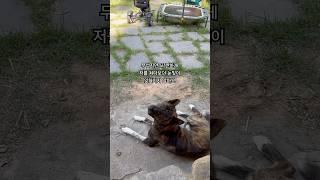 유기견 사냥개가 우리집 마당에 들어와 나가질 않는다 호랭이를 처음본 엄마의 영상기록#카이견#카이견믹스 #진돗개#진도믹스#dog#dogshorts #유기견 #사지말고입양하세요