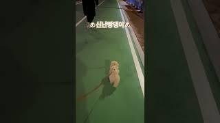 #반려견 #강아지 #말티푸 #산책 #토리의하루 #토리