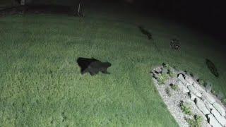 Bear makes increasing visits to Howard neighborhood, what would lead DNR to intervene?