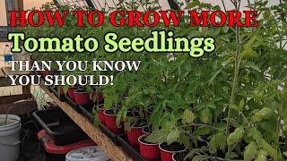 How to Grow More Tomato Seedlings than anyone should:)