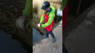 Отпускаю трофей, голавль пошел домой) #fishing #рыбалка #рыбак #рыболов #дети #снасти #спиннинг #рек
