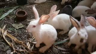 Bunnies Making Sounds | Papskang