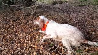 Setter inglese (Ester) in azione su beccaccia