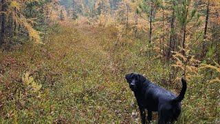 THE TENT, Doing Deer Stand Work and Exploring New Areas.