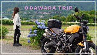 ぶらり小田原｜定番から絶景カフェまで１日どっぷり愉しんだ｜DUCATI Scrambler1100 TributePro｜30代女の休日バイクVlog