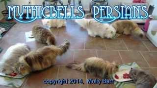 14 03 13 Breakfast for Mythicbells Persian kitties