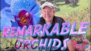 Ask Mr. Greenthumb Gardening Segments with Stan DeFreitas this week: The Remarkable Orchids!