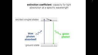 Fluorophore Brightness