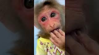 Cute little monkey eats ice cream #funny #monkey #cute #baby #animals #babymonkey # #pets #cutebaby