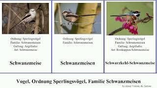 Vogel, Ordnung Sperlingsvögel, Familie Schwanzmeisen bird Passeriformes Rußschwanzmeise Catch