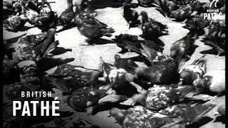 Venice Pigeons (1952)