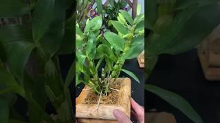 Very interesting tips repotting dendrobium orchid plants #orchid #short #garden