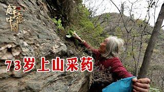 How much money can I earn a day to accompany my 73 year old mother to pick herbs in the mountains?