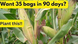 Need 35 bags of maize in 90 days? Plant these Best Maize Varieties during the October 2024 Rains