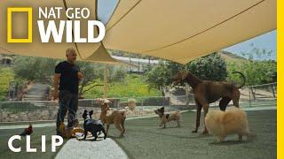 Cesar Teaches Calm Surrender | Cesar Millan: Better Human Better Dog