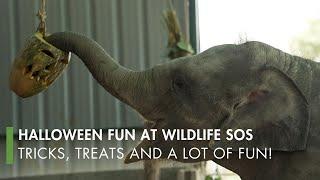 Spooky Halloween Fun at Wildlife SOS!